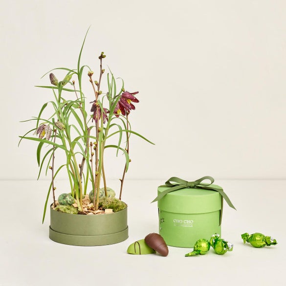 Hatteæske med vibeæg med forårsæske